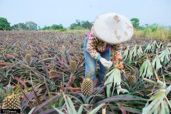 縣府希望能幫助鳳梨農民開發更多元的銷售管道，將彰化好的農產品行銷出去。（記者方一成攝）