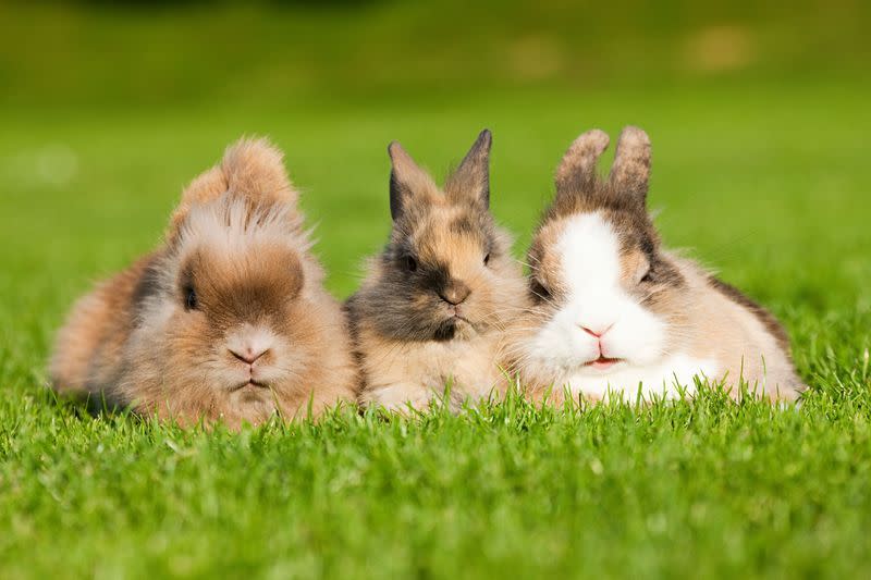 A group of bunnies is called a "fluffle."