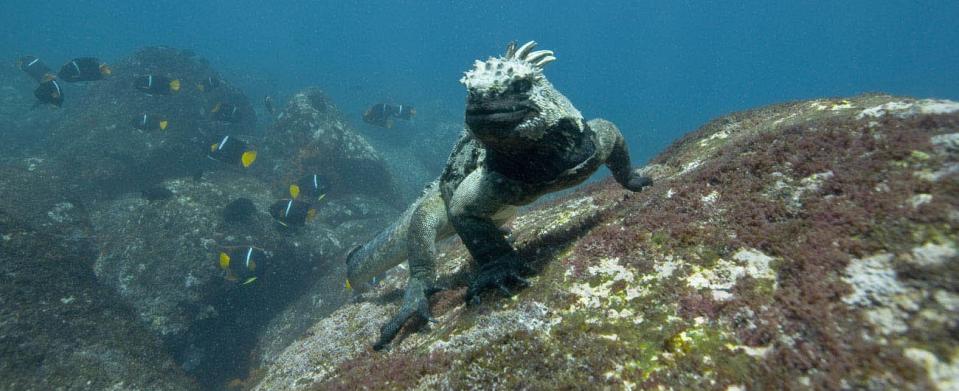 A great way to escape our mad, mad world is to dive deep into Oceans.  (Photo: Disneynature)