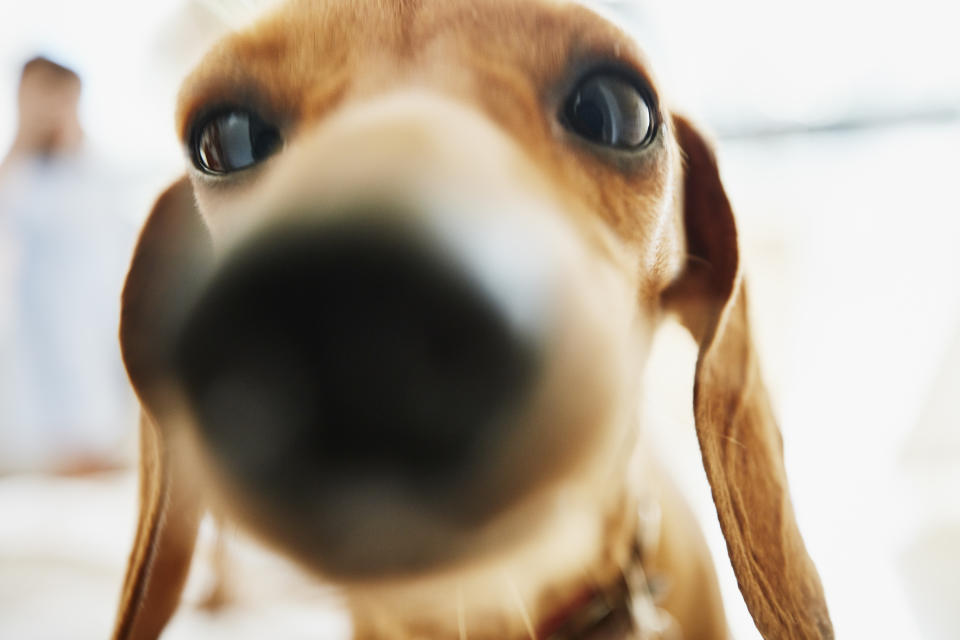 The gadget could help owners keep track of their pets (Getty)