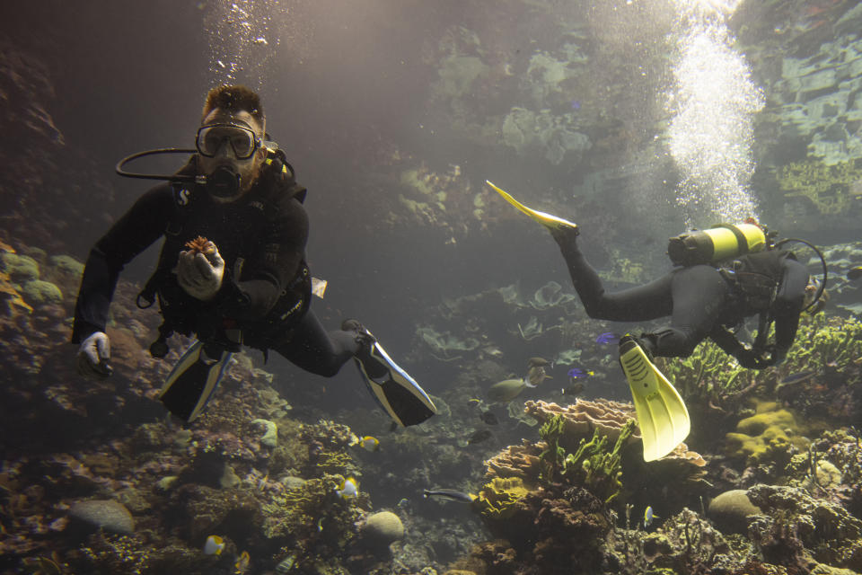 Divers with gloved hands gently nestled the first self-bred corals from the World Coral Conservatory project amongst their cousins in Europe's largest coral reef at the Burgers' Zoo in Arnhem, eastern Netherlands, Monday, April 22, 2024. (AP Photo/Peter Dejong)