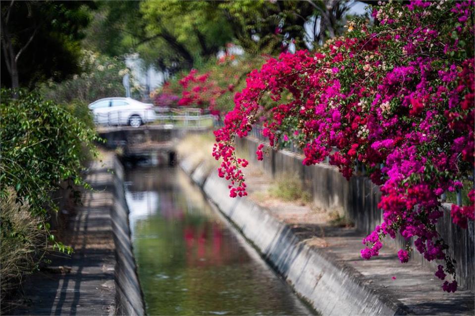 九重葛盛放如花瀑、桃花心木換春裝！ 花季來嘉正對時