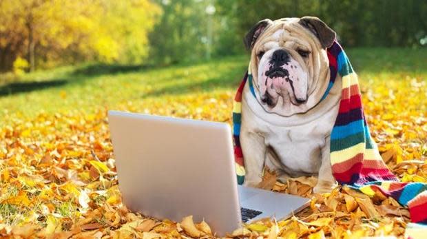 internet-dog-shutterstock.jpg