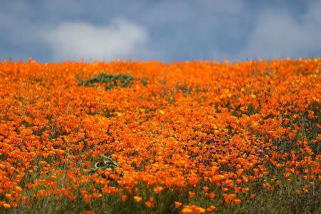 A super bloom of poppies is seen in Lake Elsinore, California, U.S., February 27, 2019. REUTERS/Lucy Nicholson