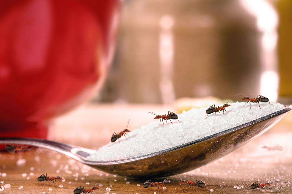 sweet ants eating sugar on spoon