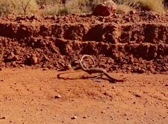 The goanna starts frantically thrashing the snake around. Source: Instagram/ corycocopops