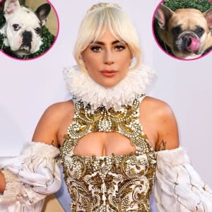 Lady Gaga Is Beside Herself After Dog Walker Shooting Offering 500000 Reward For Return Of Beloved Pets