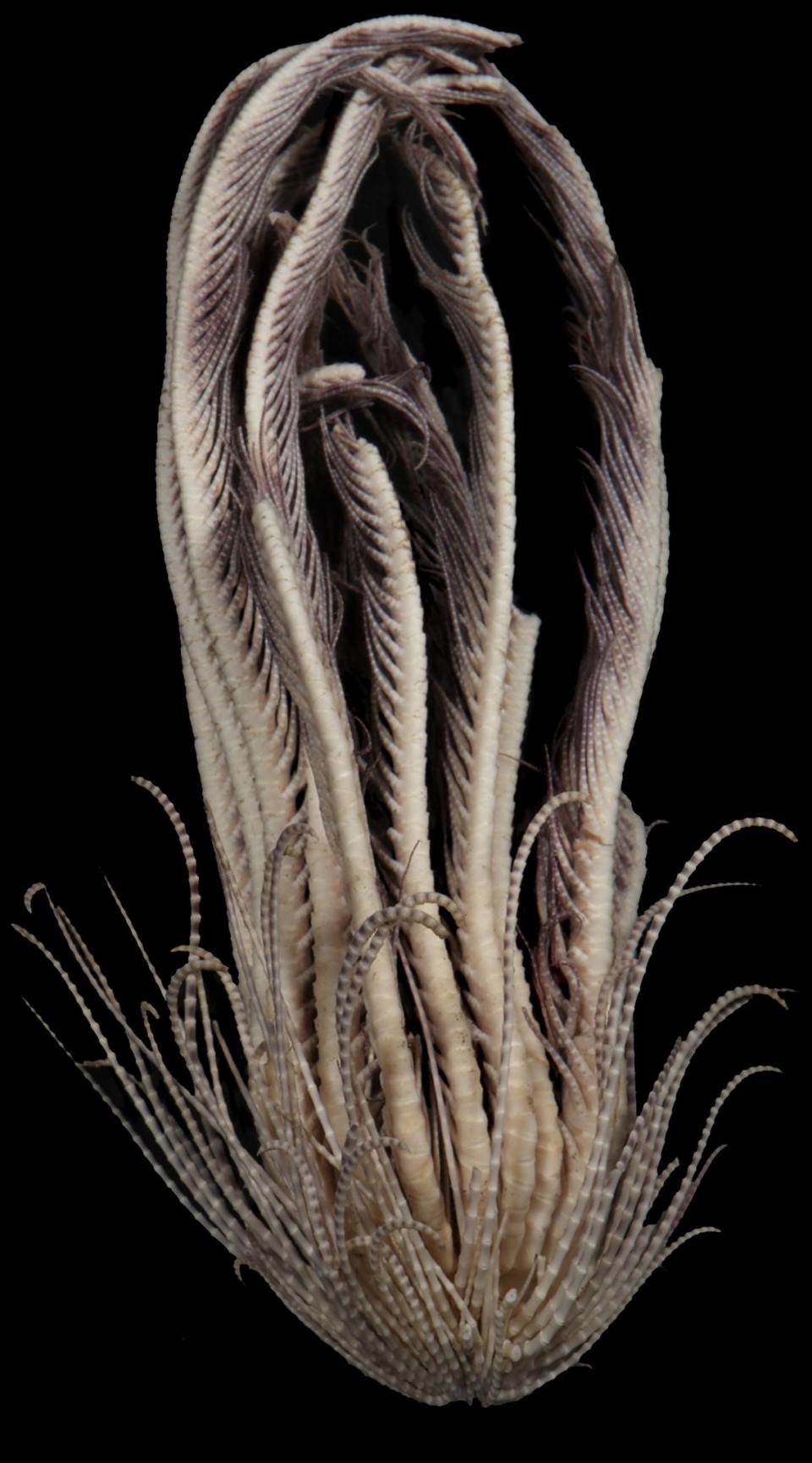 A preserved Promachocrinus fragarius, or Antarctic strawberry feather star, seen from the side.