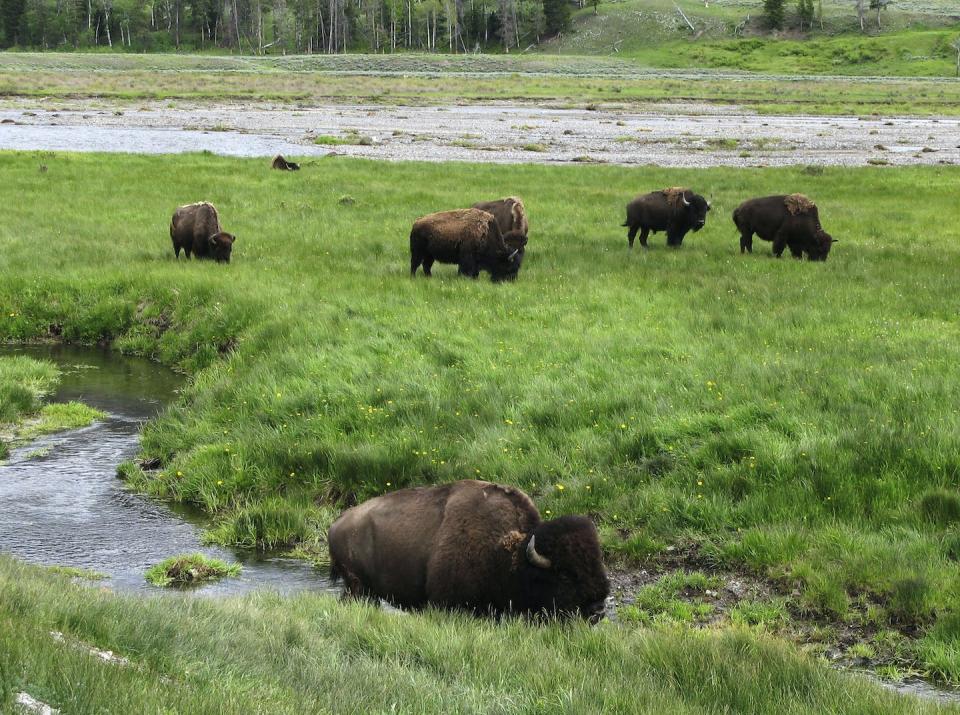 Bison are a major attraction for visitors at Yellowstone National Park. <a href="https://newsroom.ap.org/detail/YellowstoneBisonEncounters/ab14e1b88dc140ce94e260a6f2f1f5af/photo?Query=bison%20yellowstone%20park&mediaType=photo&sortBy=&dateRange=Anytime&totalCount=448&currentItemNo=16&vs=true" rel="nofollow noopener" target="_blank" data-ylk="slk:AP Photo/Robert Graves, File;elm:context_link;itc:0;sec:content-canvas" class="link ">AP Photo/Robert Graves, File</a>