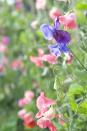 <p>Fragrant and colourful, sweet peas are prized for their beautiful blooms. As well as looking lovely winding up an arch, they are easy to grow in pots and containers, too. Why not get the children involved with planting them this half-term...<br></p><p>J Parker's add: 'Scientifically known as the Lathyrus odoratus, the incredibly scented blooms come in a variety of colours including muted shades of blue for the sweet pea moonlit night variety and pearly white for other variants.'</p><p><a class="link " href="https://www.jparkers.co.uk/6-evening-primrose-oenothera-1000772c" rel="nofollow noopener" target="_blank" data-ylk="slk:BUY NOW VIA J PARKER'S;elm:context_link;itc:0;sec:content-canvas">BUY NOW VIA J PARKER'S</a></p>