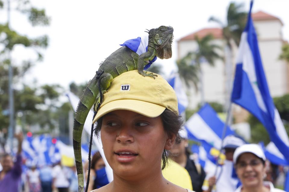 A pet iguana sits on the head of an anti-government demonstrator during a march in support to Catholic church amid recent attacks. in Managua, Nicaragua, Saturday, July 28, 2018. At least 448 people have been killed, most of them protesters, since the protests began in April. Demonstrators were initially upset over proposed social security cuts but are now demanding Ortega leave office after a deadly crackdown by security forces and armed pro-government civilians. (AP Photo/Alfredo Zuniga)