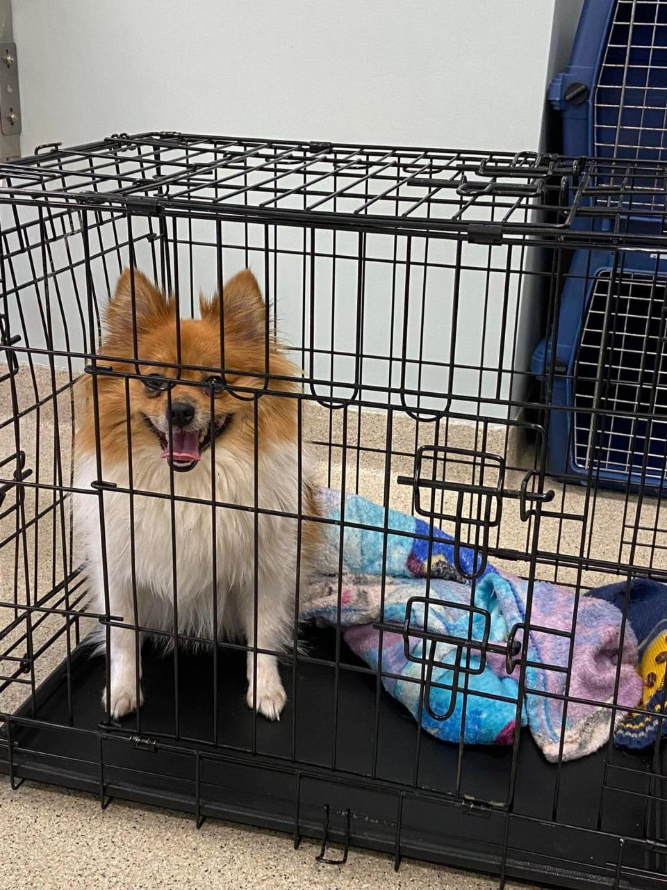 Massachusetts Dog Found Abandoned in Crate Up For Adoption