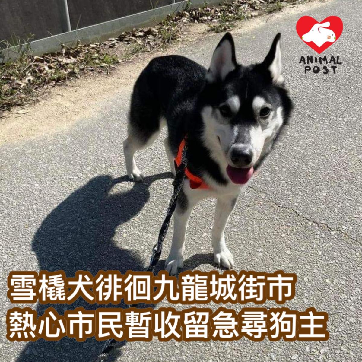 A sled dog roams the streets of Kowloon City, and enthusiastic citizens temporarily shelter them in search of a dog owner.