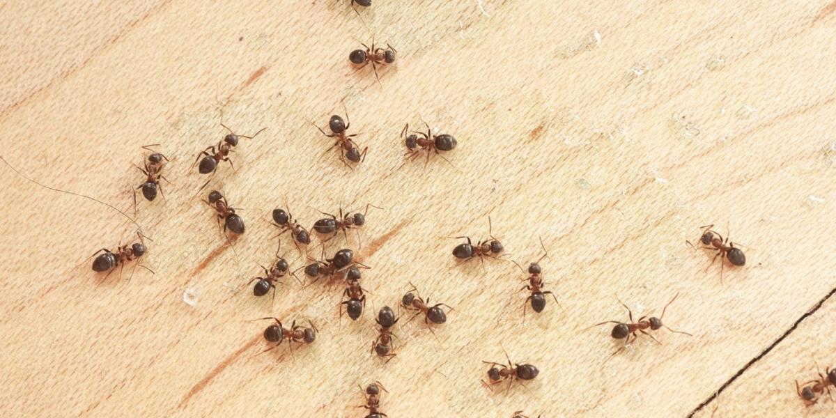 Get Rid Of Ants In Your House And Garden