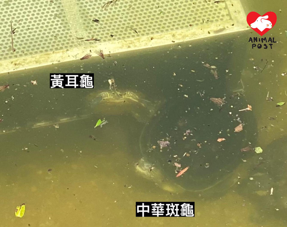義工日前發現柴灣公園水池有兩隻龜被抽水器夾死。
