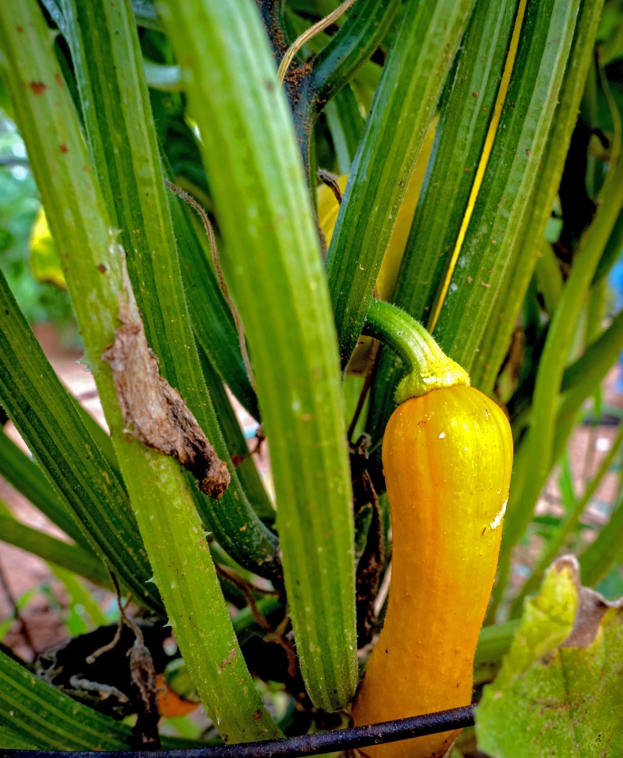 Yellow squash growing. PROVIDED/MITCHELL ALCALA-OSU AGRICULTURE