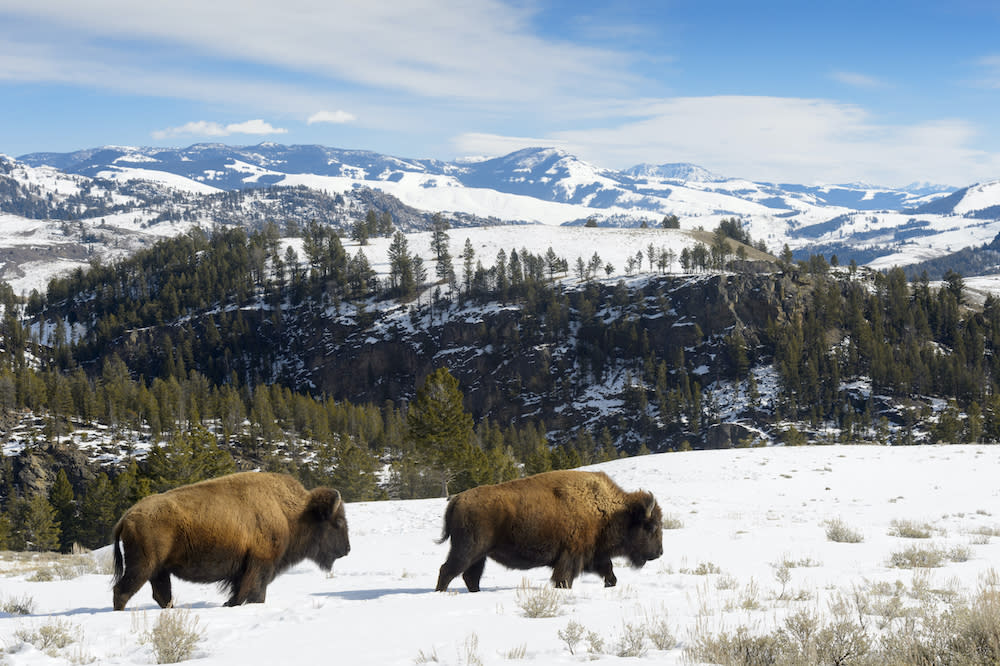 After Yellowstone National Park faced an unusually harsh winter, a large number of its nearly 6,000 bison migrated to find food and more temperate climates. (Photo/Shutterstock)