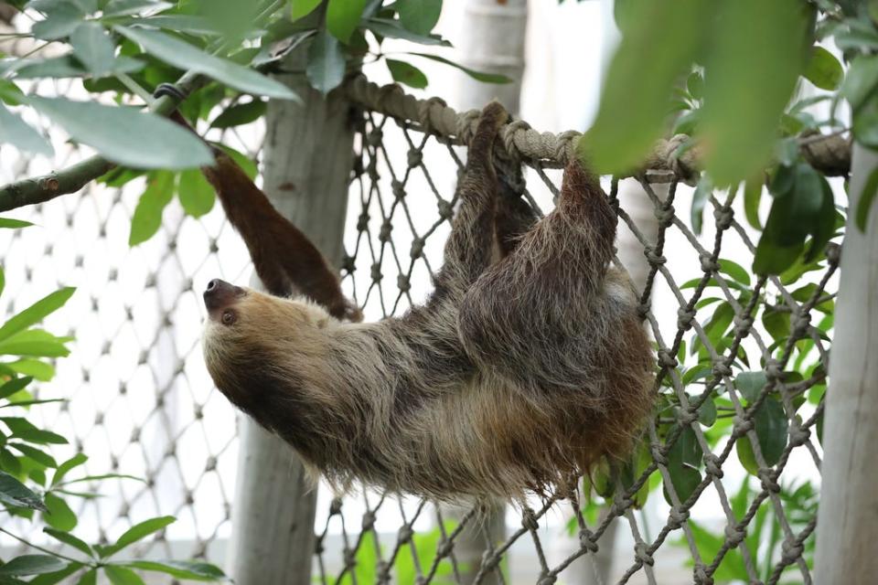 Guests can hang with the sloths while enjoying fine food at Zoobilee, a fundraiser for the Roger Williams Park Zoo.