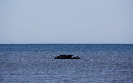 A stranded pilot whale that came to shore in the afternoon can be seen after one of the country's largest recorded mass whale strandings, in Golden Bay, at the top of New Zealand's South Island, February 11, 2017. REUTERS/Anthony Phelps