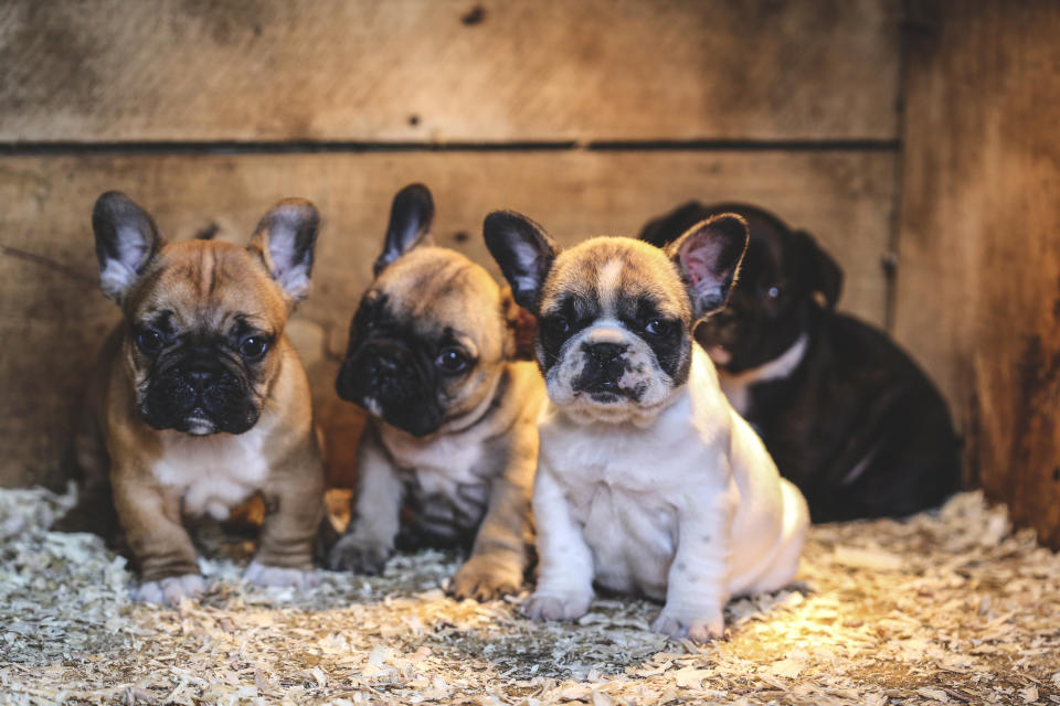 Trendy puppies could be at risk of overbreeding. (Getty Images)