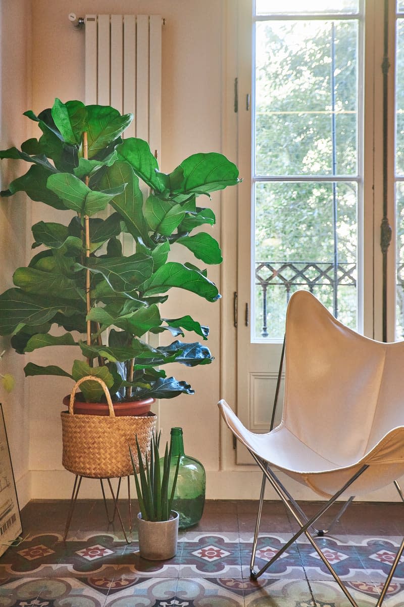 Large plant in sunny corner of newly renovated home.