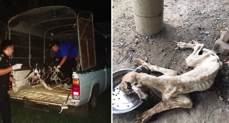 Great Danes shown being rescued after they were abandoned on Thailand breeding farm.