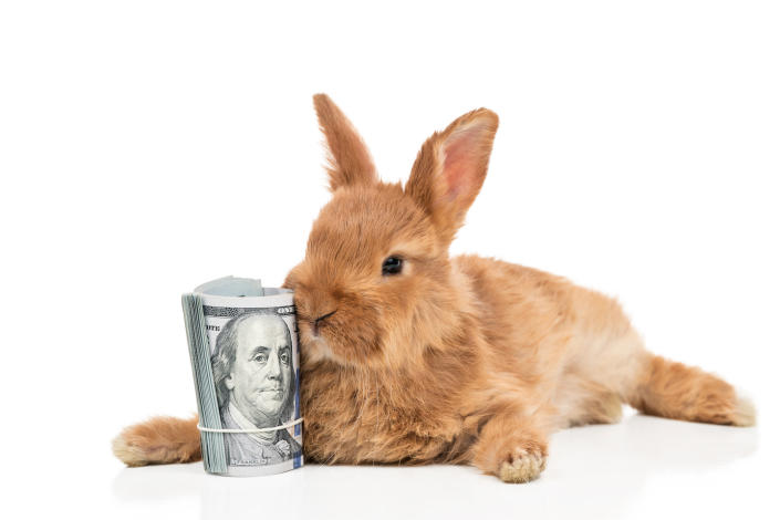 A rabbit rests next to a rolled up bundle of hundred American dollars.