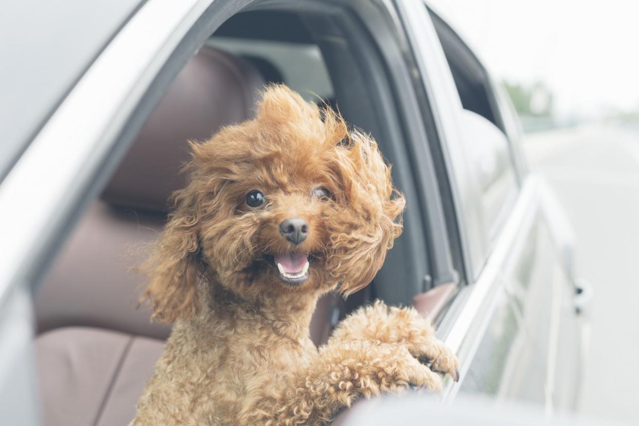 puppy teddy riding in car with head out window.Its mouth is open and tongue is hanging out.