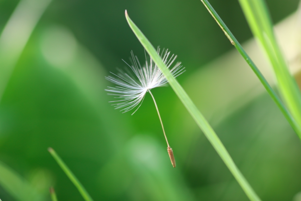 A stem falls to the ground in 'Dandelion Clock' by Hannah Kirby.