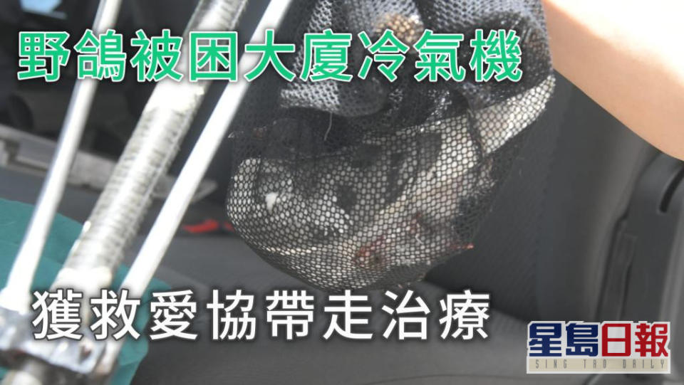 野鴿被困大廈外牆冷氣機位。 梁國峰攝