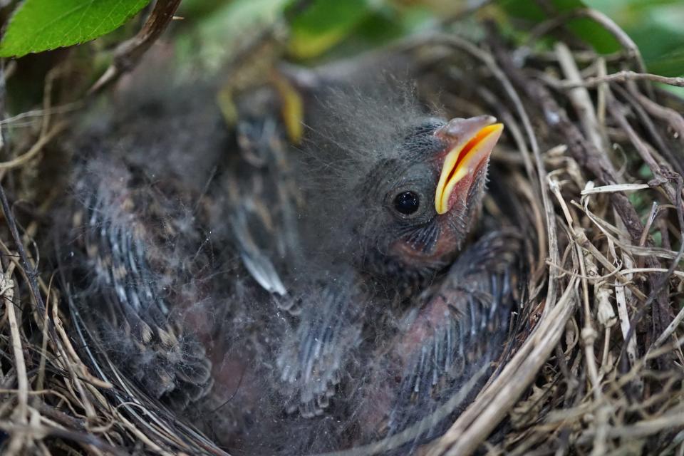 Baby sparrows peer out of a nest that they will soon outgrow. The process of developing feathers and leaving the nest is referred to as “fledging.”