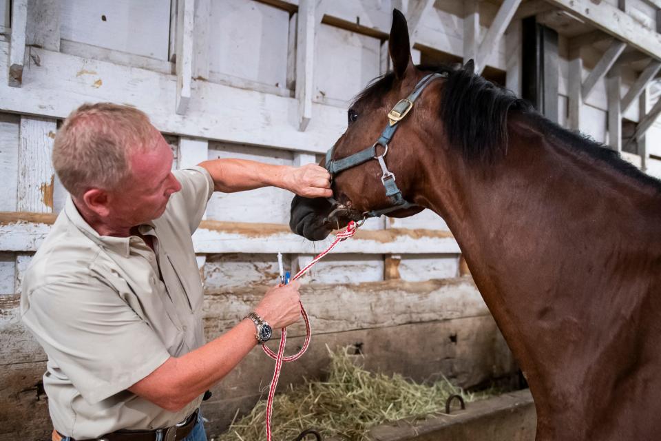 Dr. Jim Holt pulls back the too-tight harness bridle of horse No. 428 at the New Holland Sales Stables, revealing tissue damage. Holt, who is the on-site vet and "gatekeeper" of the auctions at New Holland, removed the bridle and replaced it with a looser-fitting one.