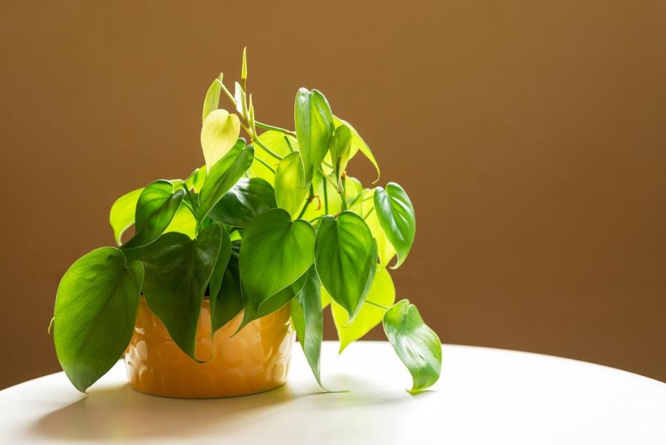 A heart leaf philodendron houseplant on a small side table.