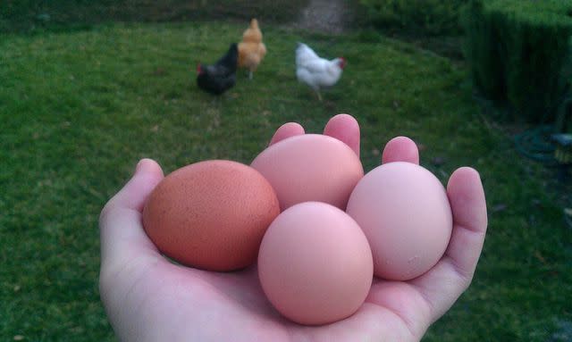 Susie Wyshak Wouldn't we all like to be as happy as cage free chickens