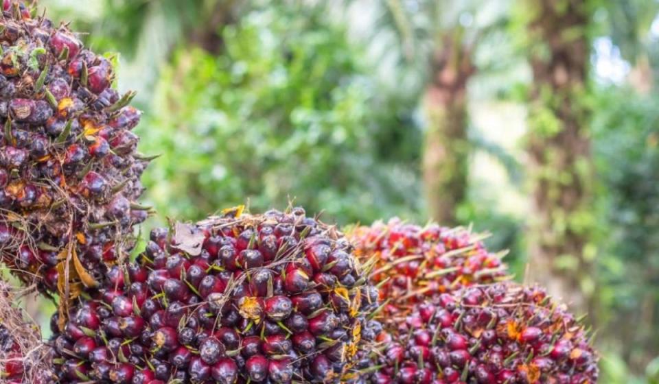 Aceite de palma en Colombia. Imagen: Cortesía Grupo Zona Franca Bogotá.