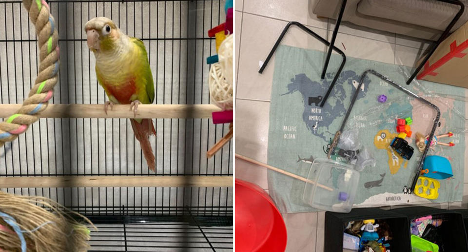 A Sydney mum purchased a parrot (pictured) and an unassembled bird cage for it (also pictured) from Macarthur Pet and Reptile Shop on Saturday.