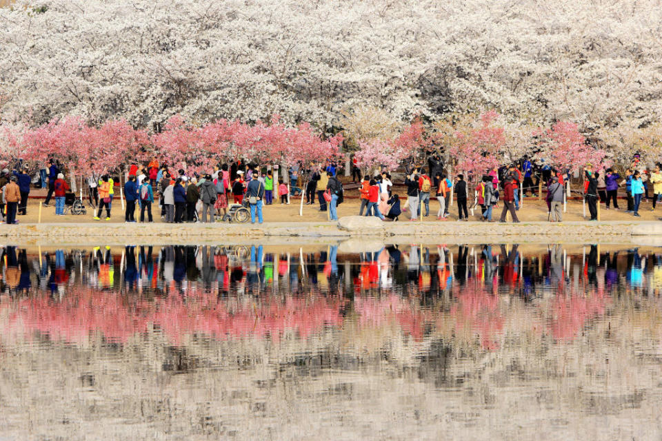 Cherry Blossom Festival in Beijing