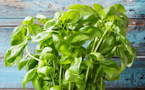 Basil in pot - Credit: Alamy