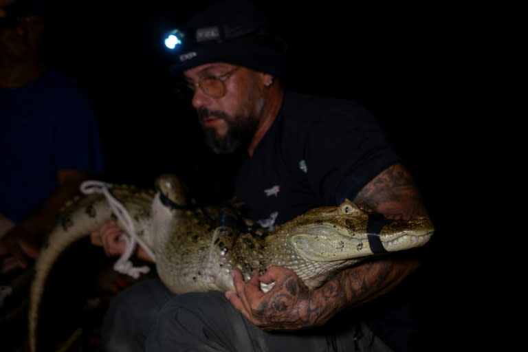 Le biologiste Ricardo Freitas tient un caïman capturé dans la lagune de Jacarepaguá, dans le quartier de Recreio dos Bandeirantes, à l'ouest de Rio de Janeiro, le 22 novembre 2023 au Brésil (AFP - Tercio TEIXEIRA)