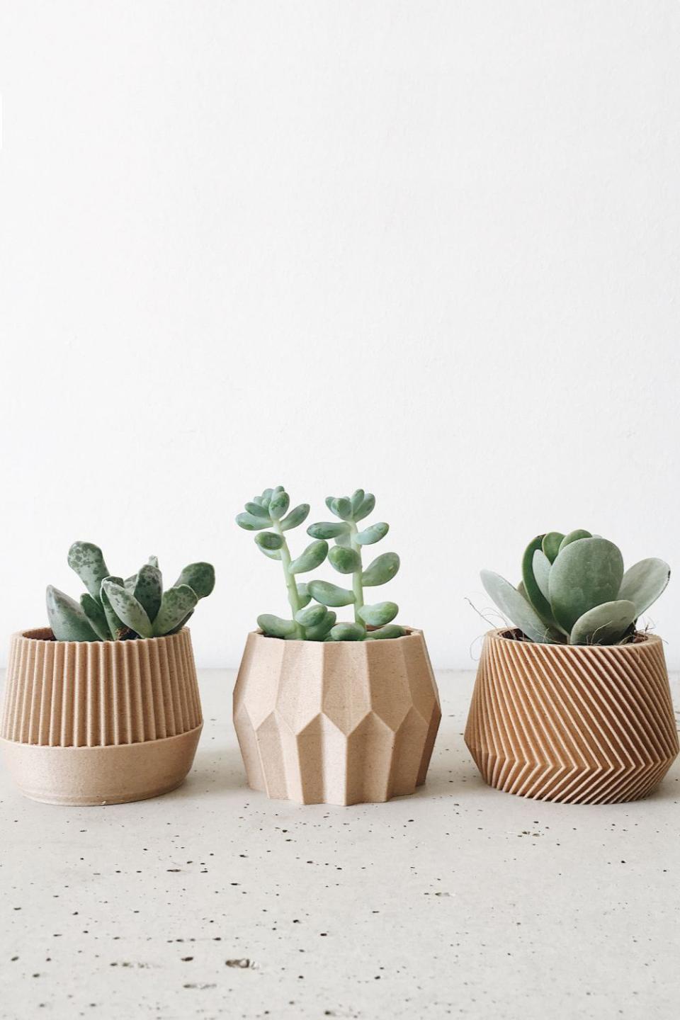 Set of 3 Small Succulent Plant Pots
