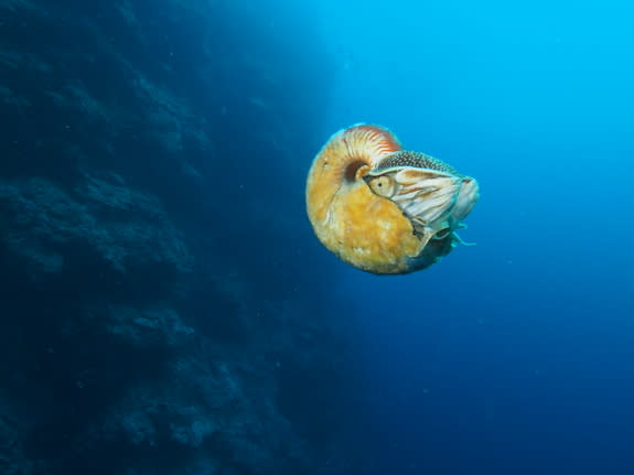 Allonautilus scrobiculatus off the coast of Ndrova Island in Papua New Guinea.