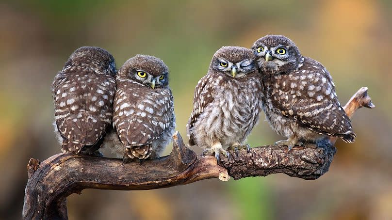 Owls' enormous eyes give them an air of all-seeing wisdom.