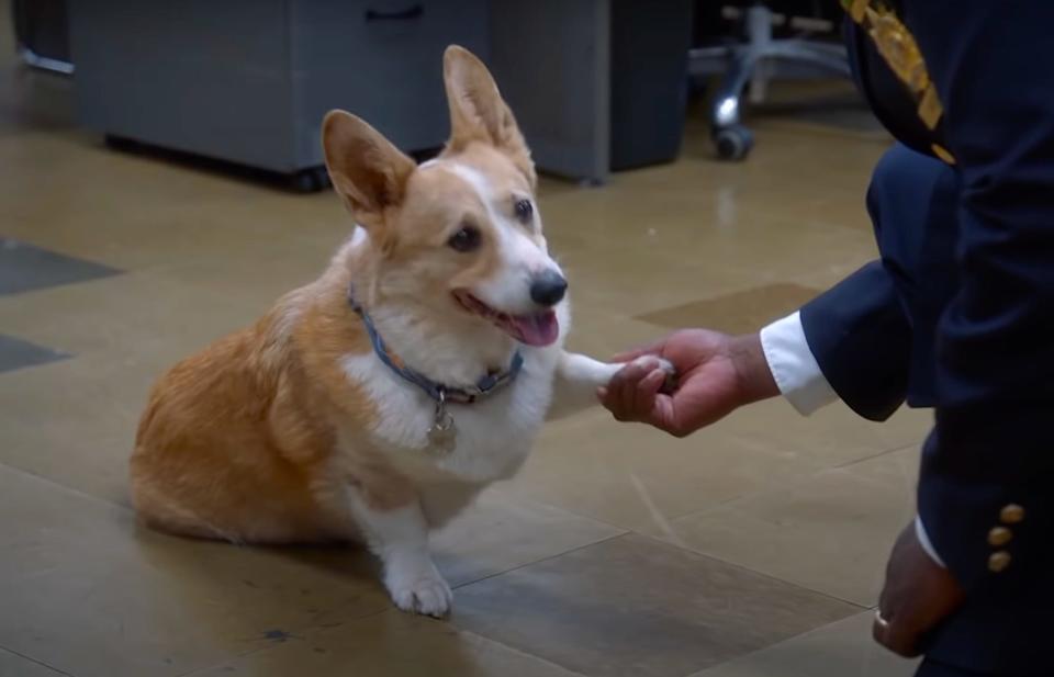 Cheddar in "Brooklyn Nine-Nine."