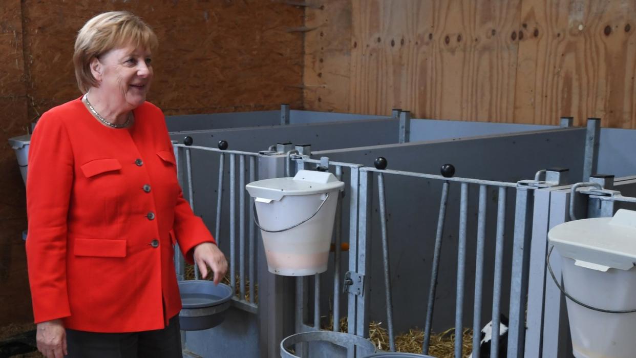 Bei ihrem Besuch in Nienborstel hat Bundeskanzlerin Angela Merkel (CDU) die Patenschaft für ein Kalb übernommen. Foto: Patrik Stollarz/AFP-POOL