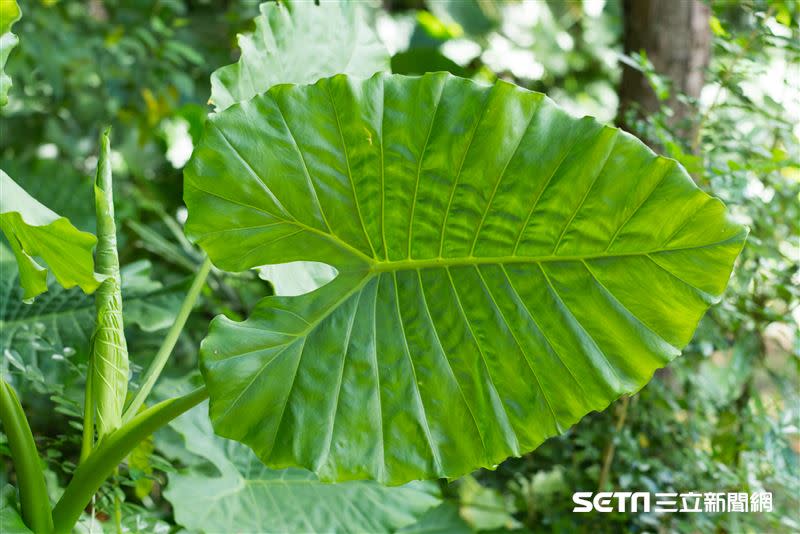 姑婆芋全株有毒，烹煮無法去除毒性。（圖／記者陳弋攝影）