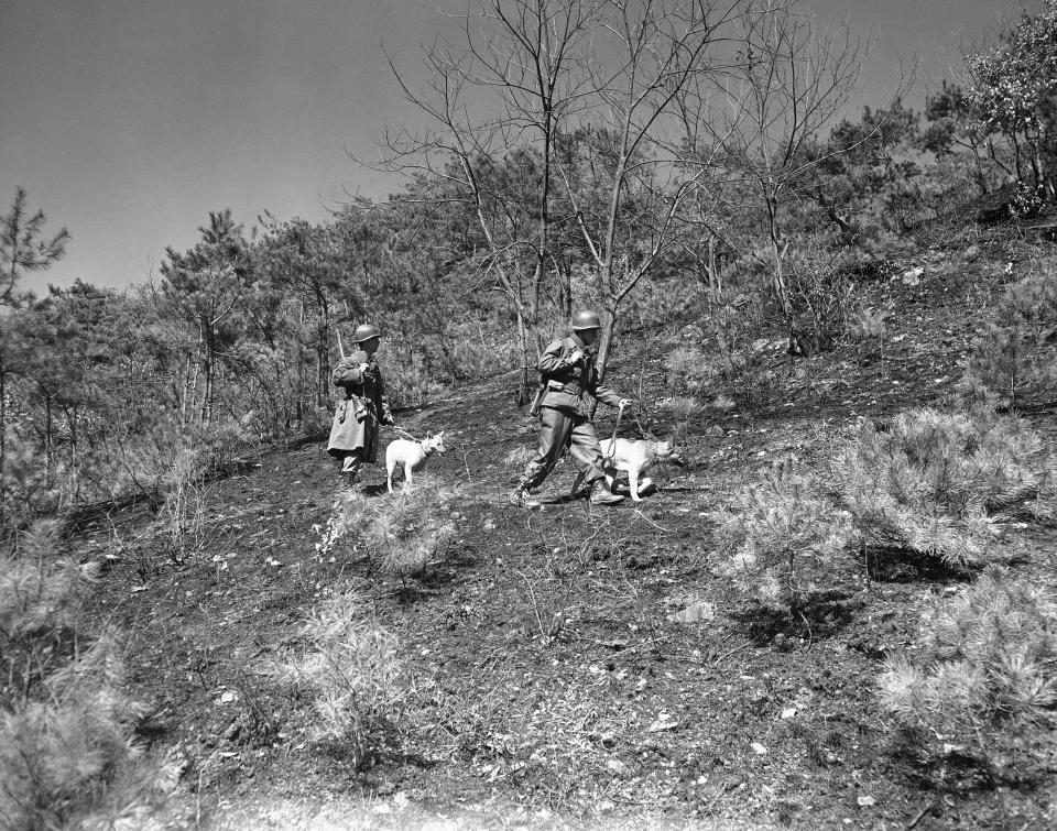 Koran dogs- some bought for a pack of cigarettes and others for from 25 cents to a dollar-are trained for patrol work by GIs of the U.S. 1st Cavalry Division in action on the central Korean front on March 17, 1951. The war  dog leads a patrol and his handler goes with him, which is always on a dangerous job. Cpl. Floyd Ambrahamson, left, of Dallas, and Pfc. James Matty, right, of Snow Shoe, Pa,, are shown on patrol with their dogs. Dogs are trained seven hours a day, seven days a week, for six weeks for sentry duty. Training for more complicated patrol work takes even longer.