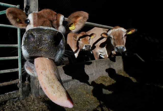 Jersey cows at Abbott Lodge farm in Cumbria 