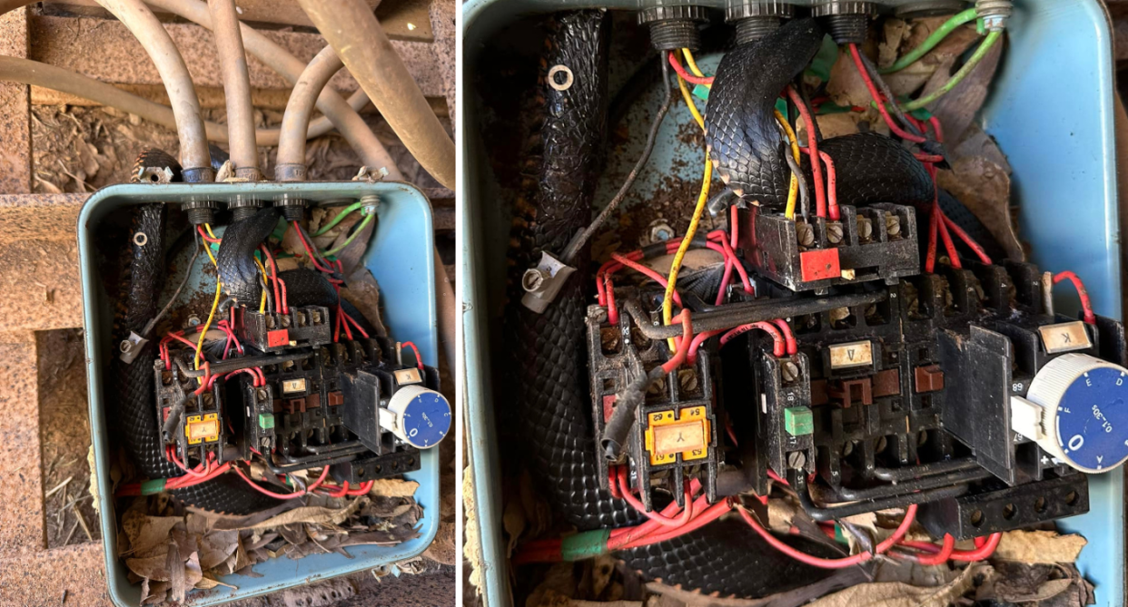 The red-bellied black snake coiled around the water pump electrical box.