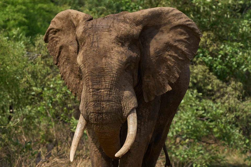 <p>Getty</p> An elephant walks around South Luangwa National Park in Zambia