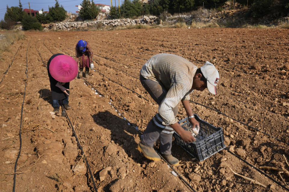 Farmers plant potatoes at Harf Beit Hasna village, in Dinnieh province, north Lebanon, Wednesday, Sept. 7, 2022. Farmers in a small mountainous town in Lebanon's northern Dinnieh province once could rely on rain to irrigate their crops and sustain a living. But climate change and the country's crippling economic crisis has left their soil dry and their produce left to rot. They rely on the little rain they can collect in their innovative artificial ponds to make enough money to feed themselves, as they live without government electricity, water, and services. (AP Photo/Hussein Malla)